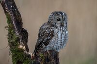 Tawny-Owl
