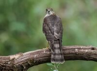 Sparrowhawk (f)