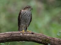 Sparrowhawk (f)