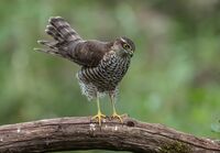 Sparrowhawk (f)
