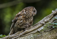 Tawny-Owl