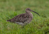 Curlew