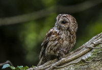 Tawny-Owl