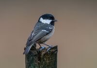 Coal-Tit