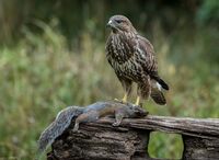 Buzzard