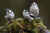 Long-tailed-Tits