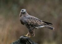 Buzzard