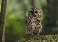 Tawny-Owl