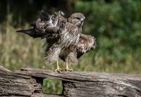 Buzzard