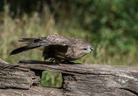 Buzzard