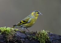 Siskin (m)
