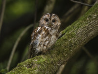 Tawny-Owl