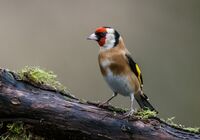 Goldfinch