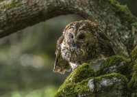 Tawny-Owl