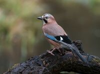 Jay