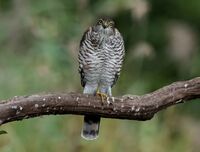 Sparrowhawk (f)