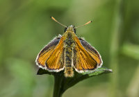 Essex-Skipper