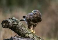 Buzzard