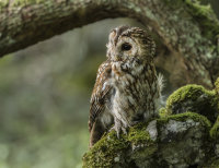 Tawny-Owl