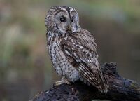 Tawny-Owl