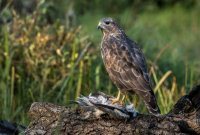 Buzzard