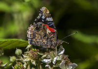 Red-Admiral