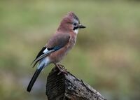Jay