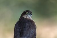 Sparrowhawk (f)
