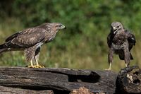 Buzzards