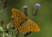 Silver-washed-Fritillary (m)