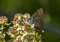 White-letter-Hairstreak