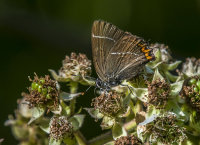 White-letter-Hairstreak
