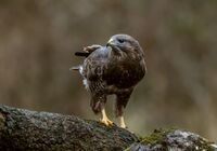 Buzzard