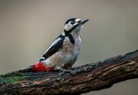 Great-spotted-Woodpecker (f)