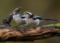 Long-tailed-Tits