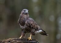 Buzzard