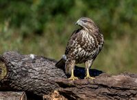 Buzzard