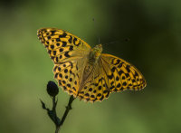 Silver-washed-Fritillary (f)