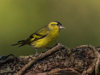 Siskin (m)