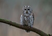 Tawny-Owl