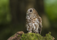 TawnyOwl