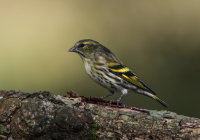 Siskin (f)