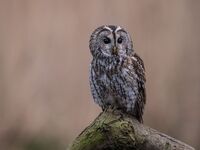 Tawny-Owl