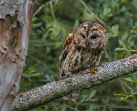 Tawny-Owl
