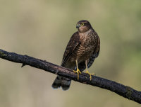Sparrowhawk (f)