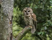 Tawny-Owl