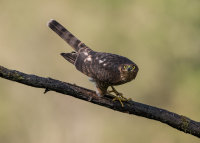 Sparrowhawk (f)