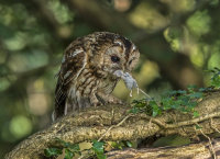 Tawny-Owl