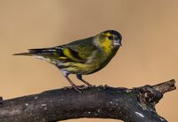 Siskin (m)