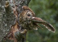 Tawny-Owl